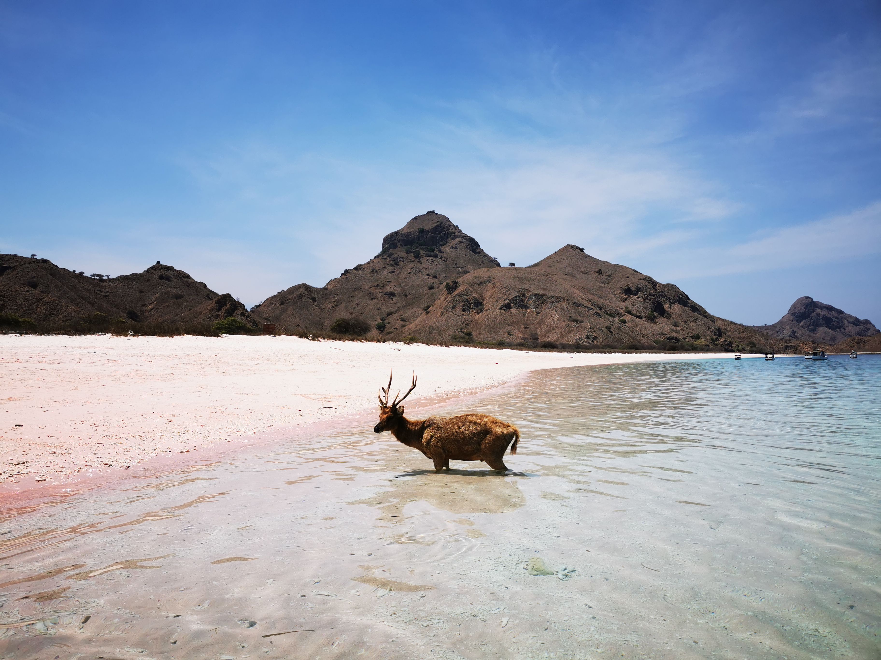 Komodo S Pink Beach Is One Of The Most Beautiful Beaches In The World