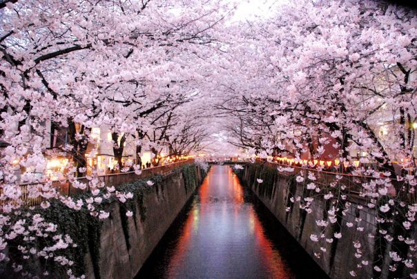 Tokyo sakura cherry blossom