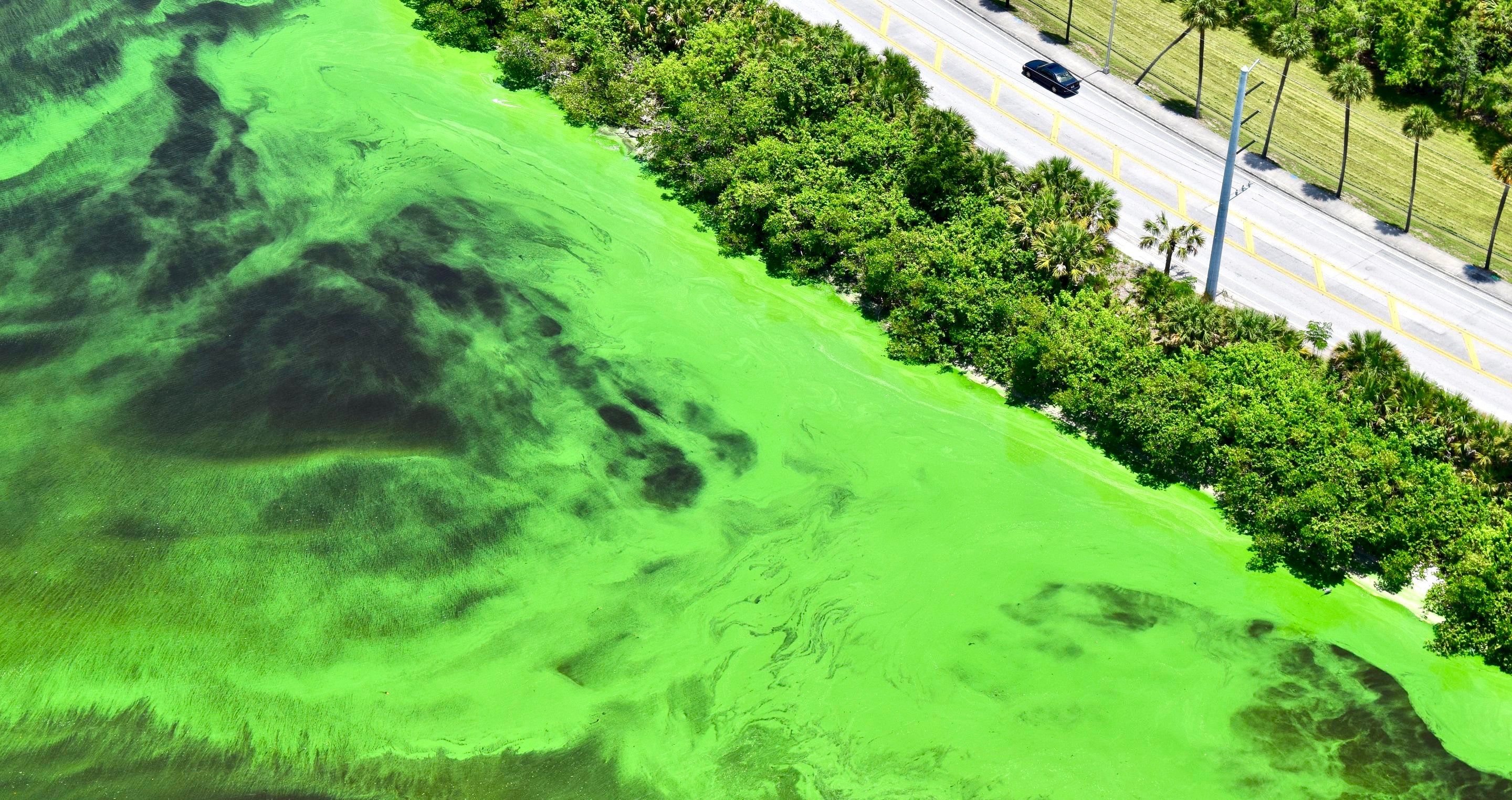 Florida Waterways Under Threat From Toxic Algae