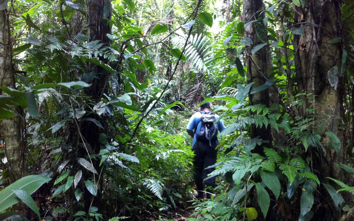 Walking in Rainforest