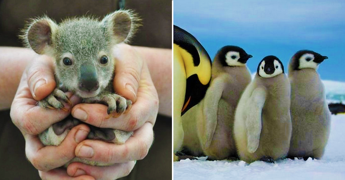 20 Aww-Worthy Animals We Can Only Find In The Southern Hemisphere