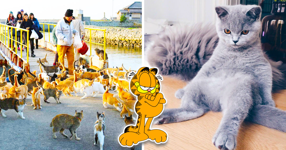 Feeding Cats on famous Aoshima nekojima Japanese cat island pier Stock  Photo