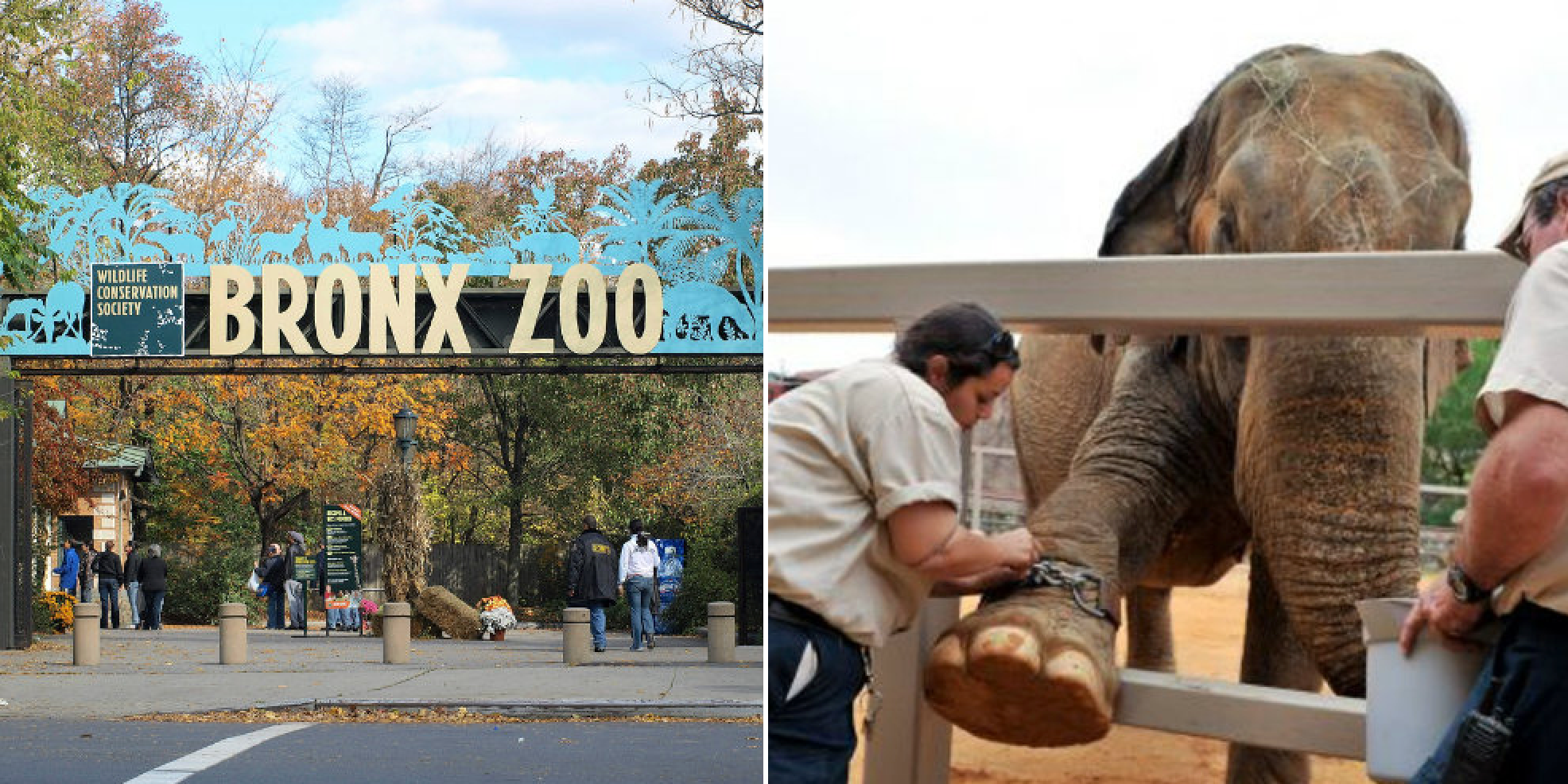 bronx-zoo-disney-s-animal-kingdom-make-list-of-the-10-worst-zoos-for