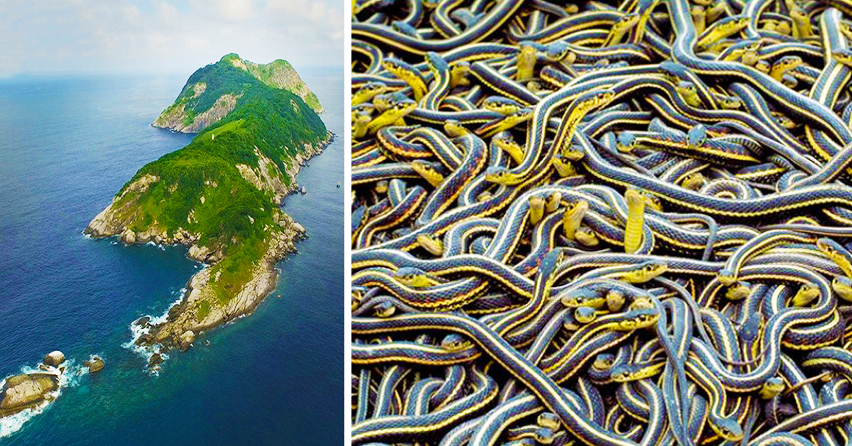 20-shuddering-things-about-snake-island-that-ll-make-us-hide-under-the