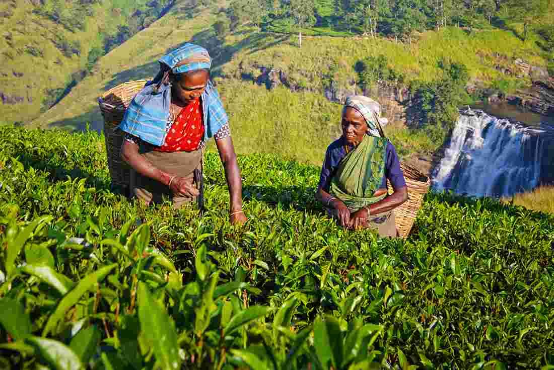 sri-lanka-tea-women-farm