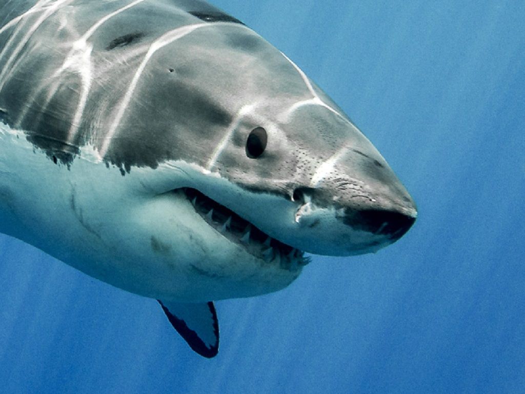 8 Places With The Most Shark Attacks In The World