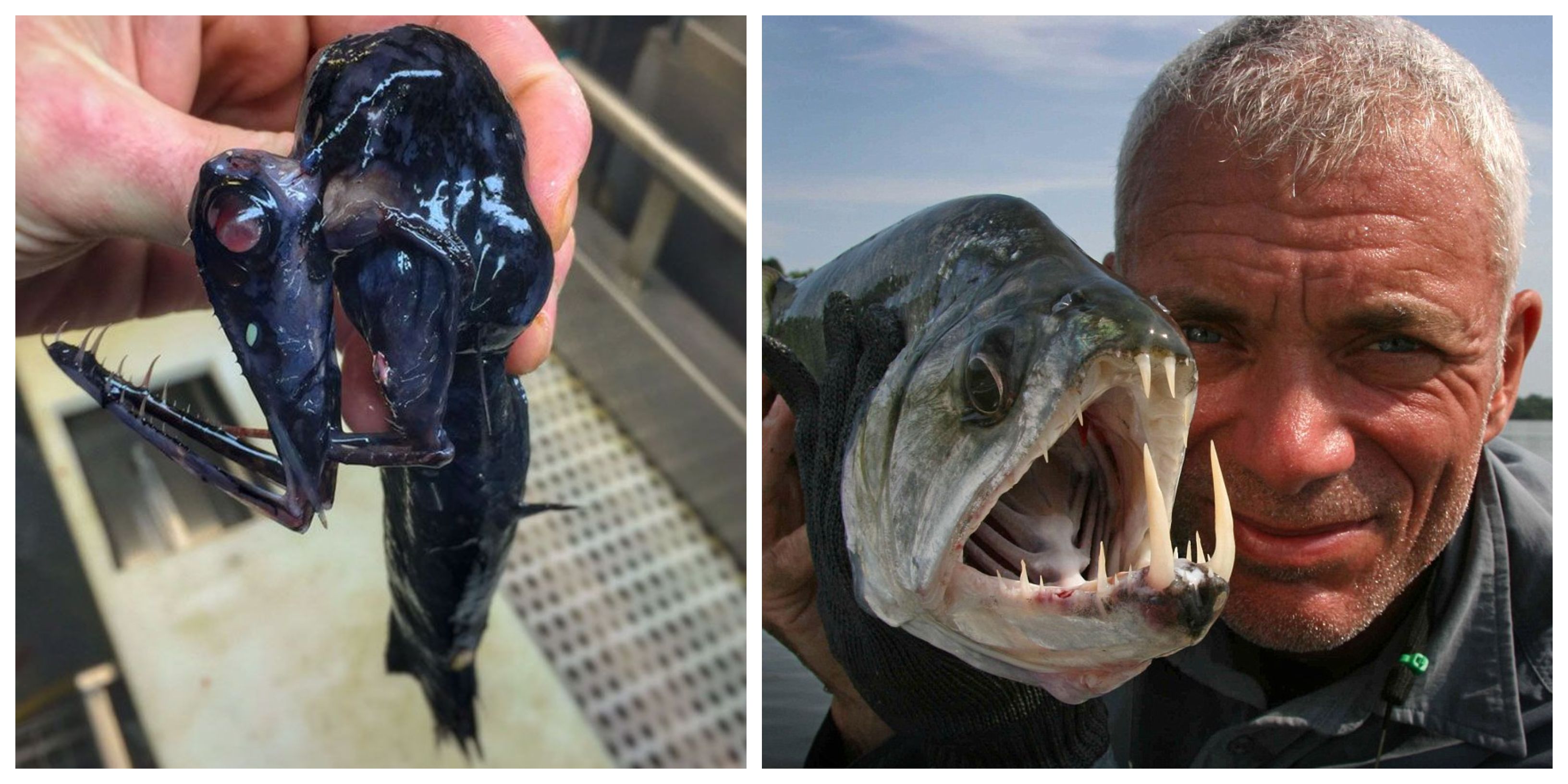 16 Creatures From River Monsters Caught On Camera (5 That Still Remain A  Mystery)