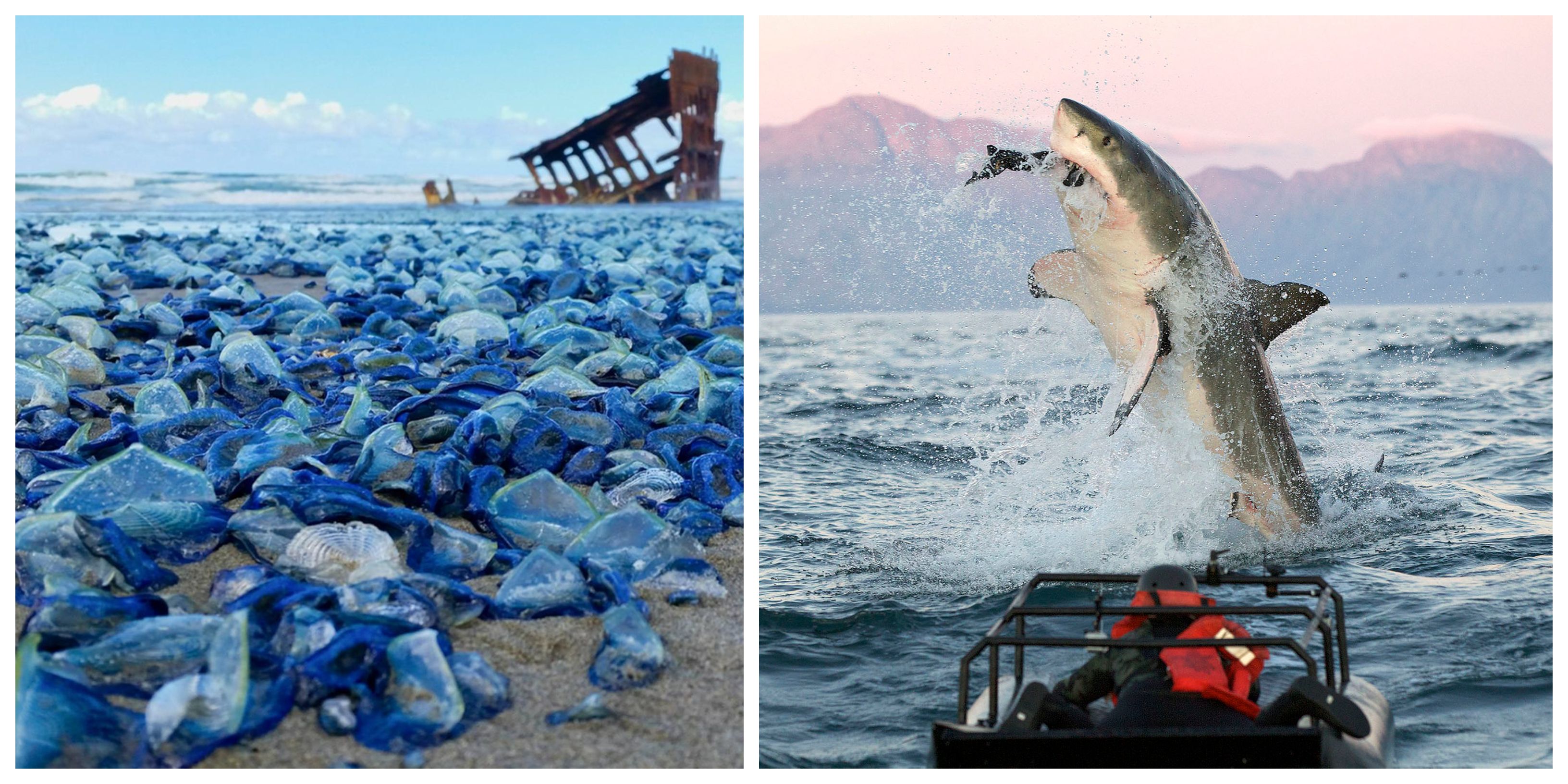 12 Places Infested With Sharks And 13 Crawling With Jellyfish