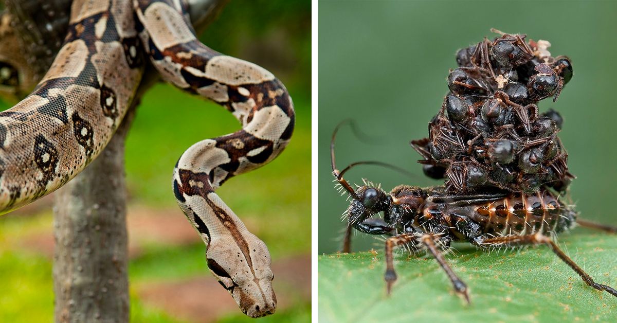 amazon forest dangerous snakes