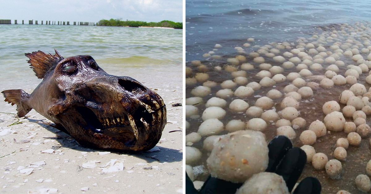 25 Of The Strangest Things To Wash Up Onto The Beach Thetravel