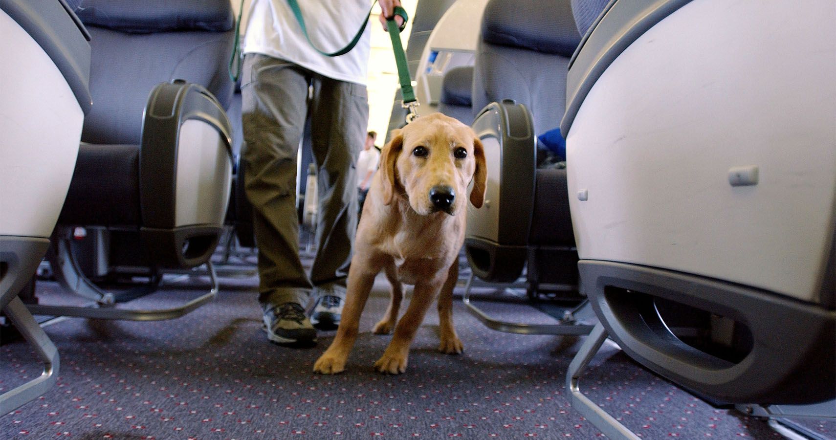 Delta Airlines Bans Emotional Support Animals From Flights Longer Than