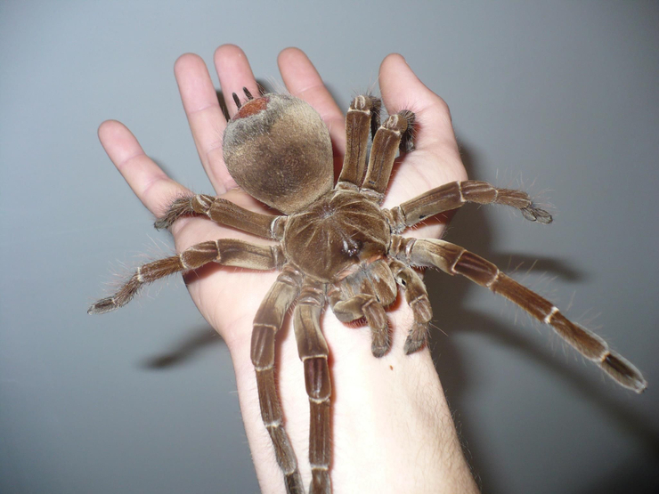 What Is The Largest Spider On Earth - The Earth Images Revimage.Org