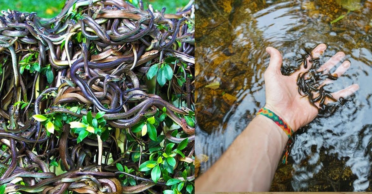 15 Places Populated With Leeches (10 Filled With Snakes)