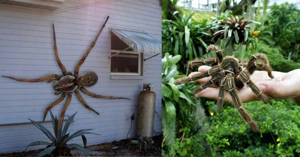 Worlds Largest Spider Ever Found Worlds largest spider ever found