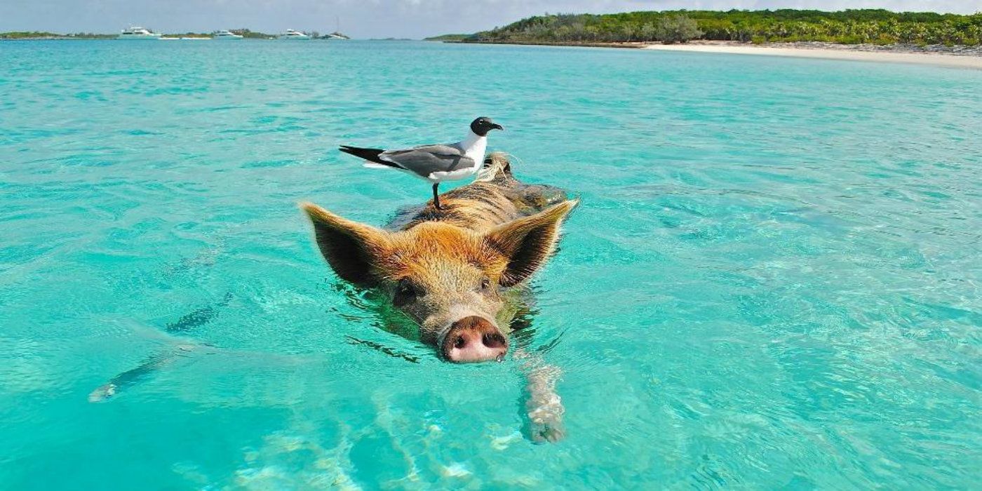 10 Amazing Facts About Pig Island