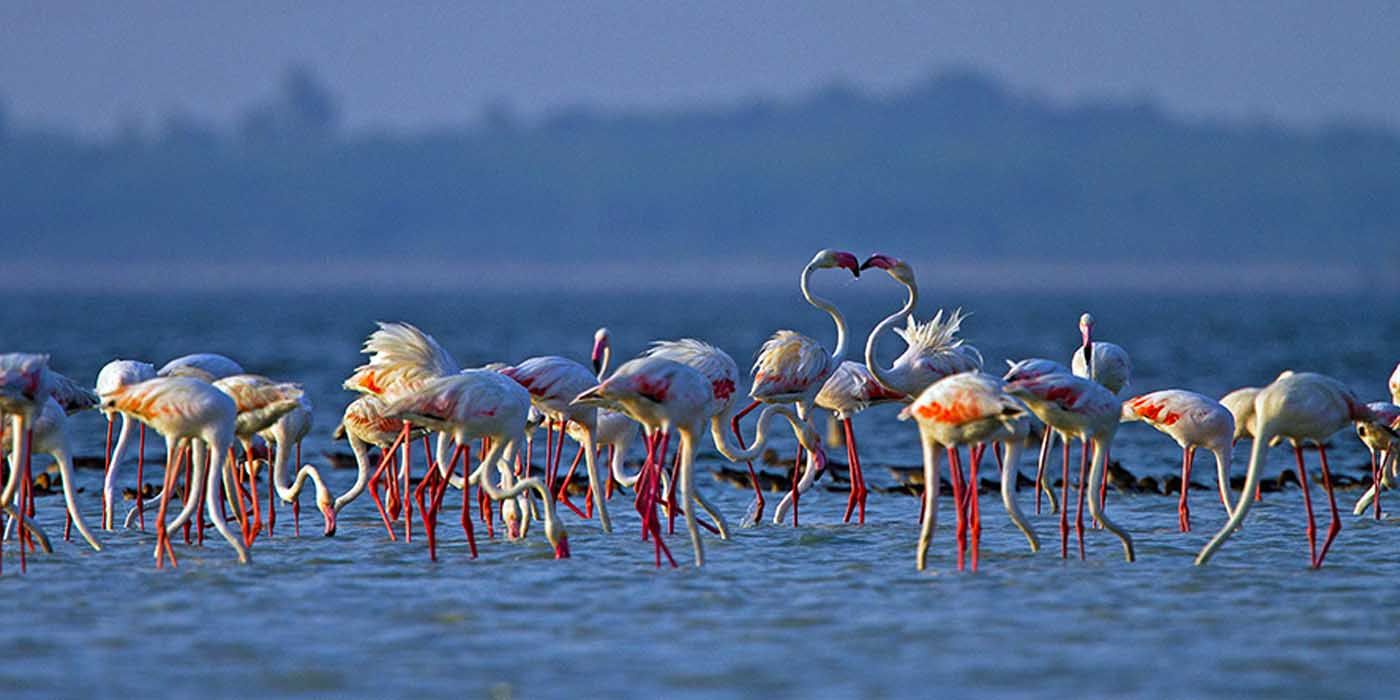 Largest Bird Sanctuary In World