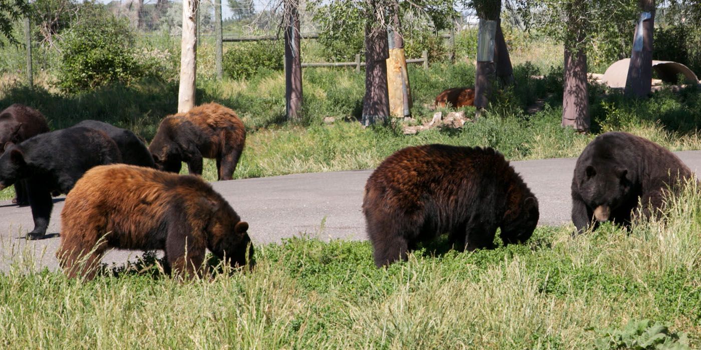 a bear active area in Yellowstone National Park 