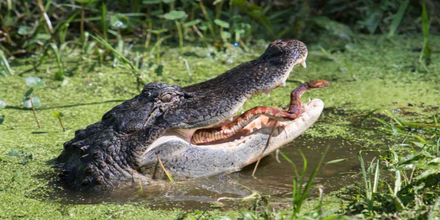 12 Things You Didn’t Know About Alligators In Florida