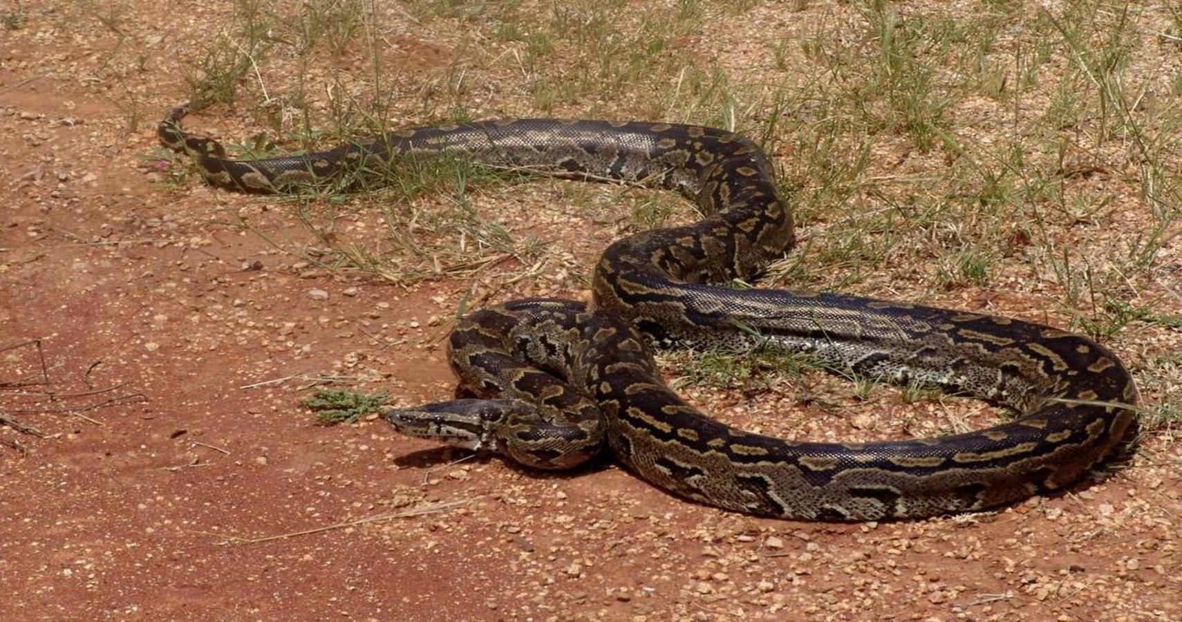 African Rock Python Snake Confronts Traveling Group Of 15 Video   Snake 