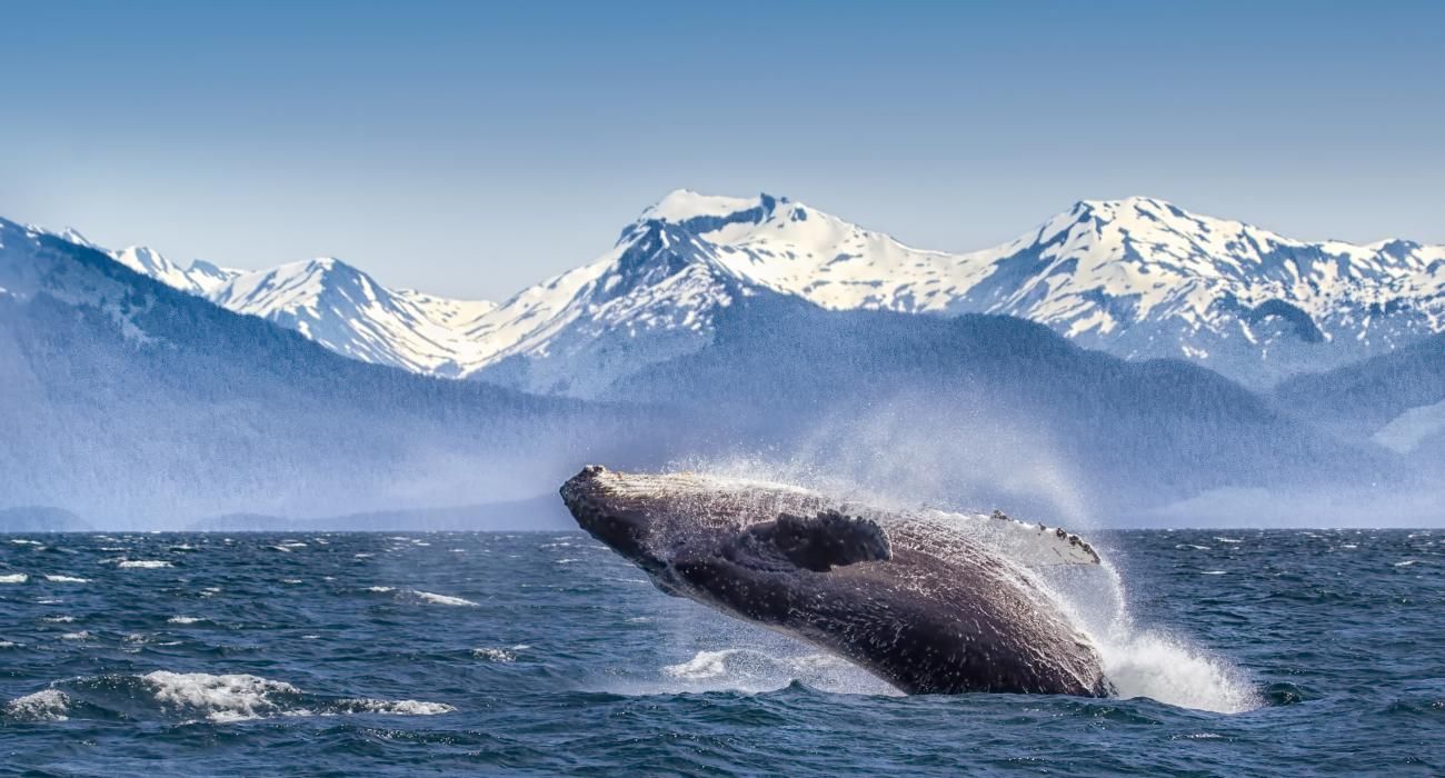 Alaska whale jumping out of water