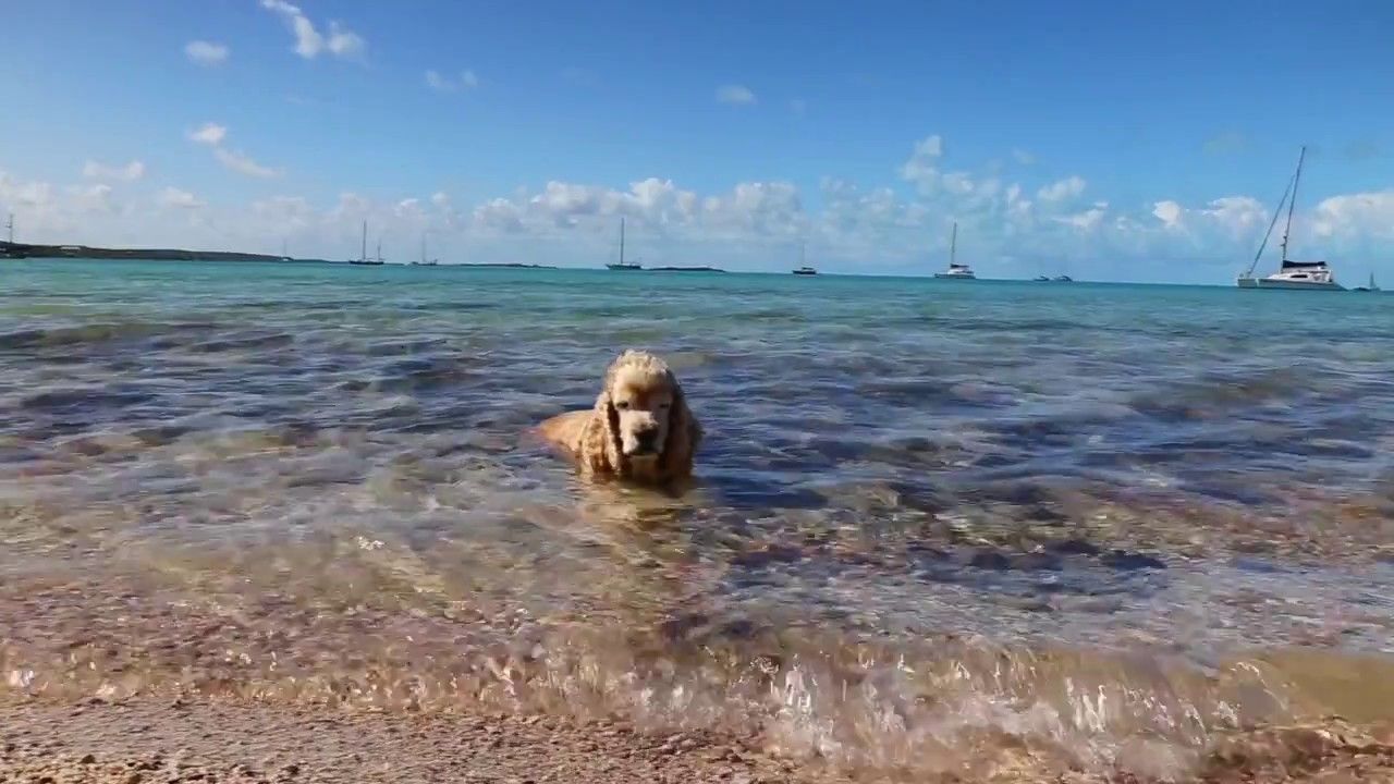 Dog in water Bahamas