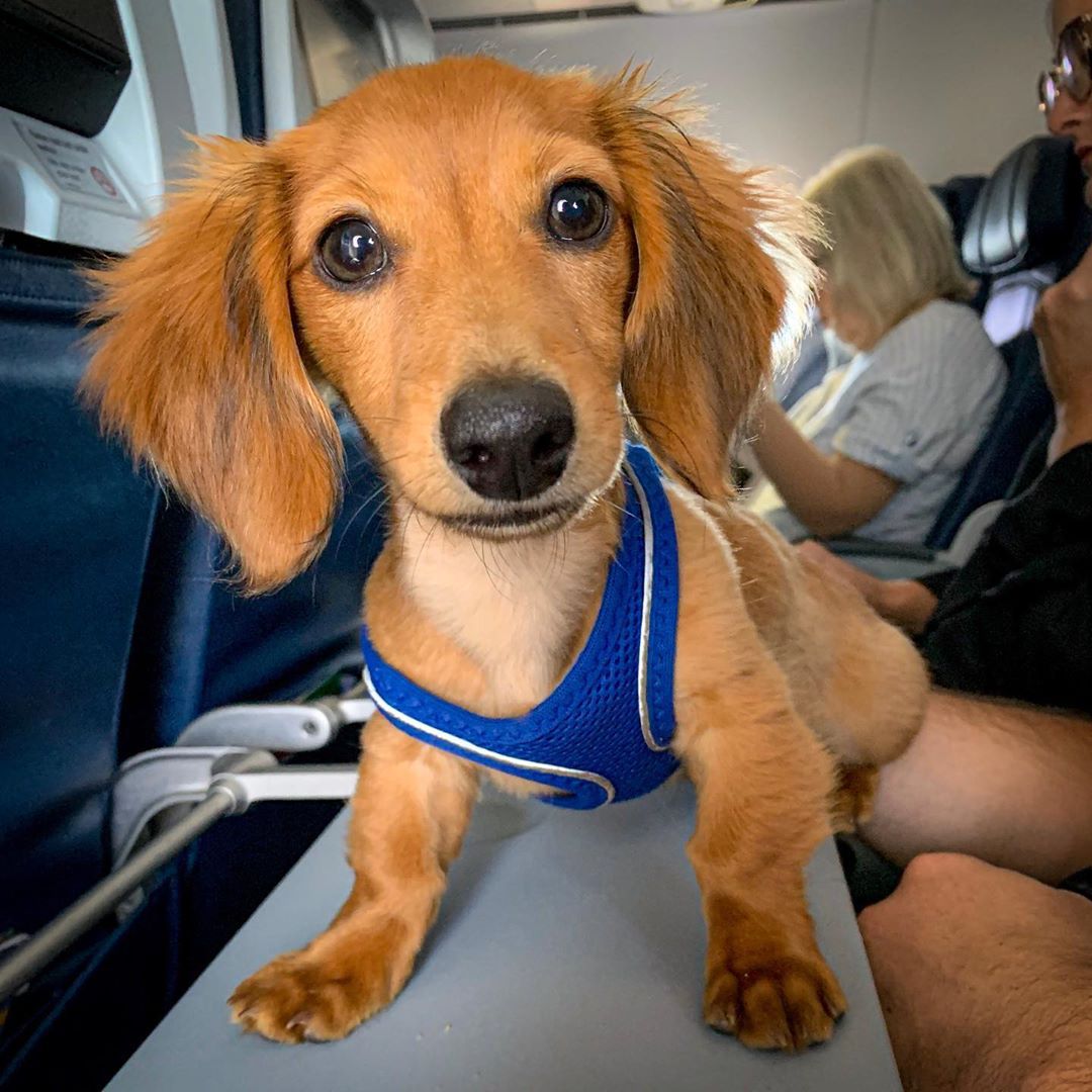 Dog on a flight