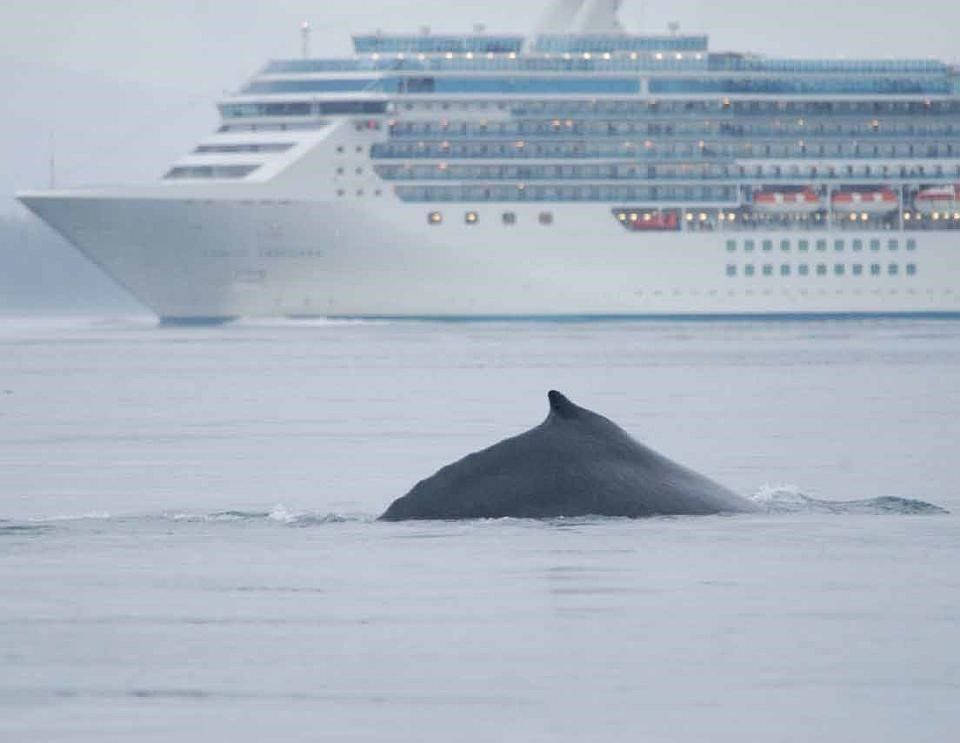 Spotting A Whale From A Cruise Ship