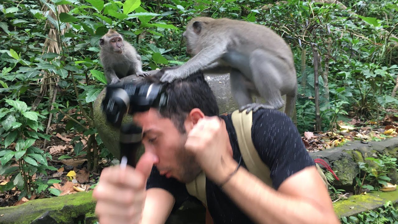 monkeys steal a camera from a man in Bali