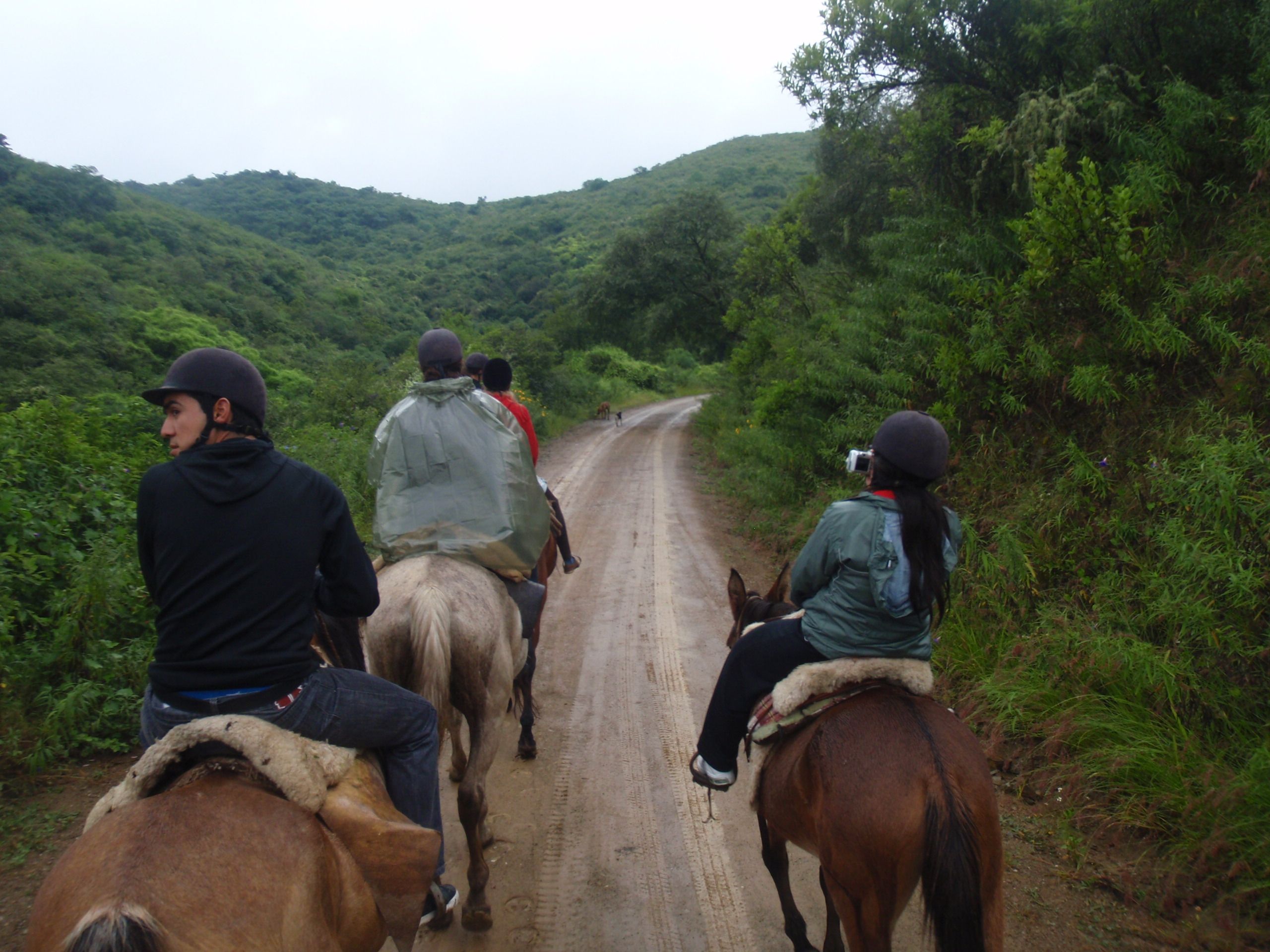 Group riding horseback through forest