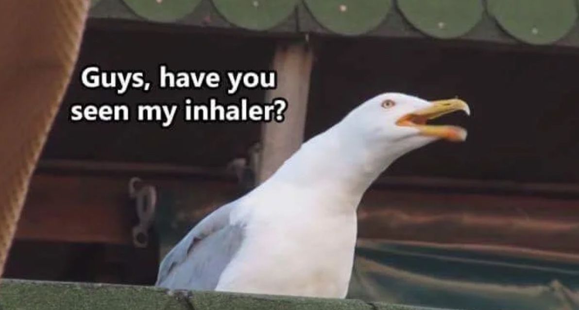 funny seagull inhaler meme