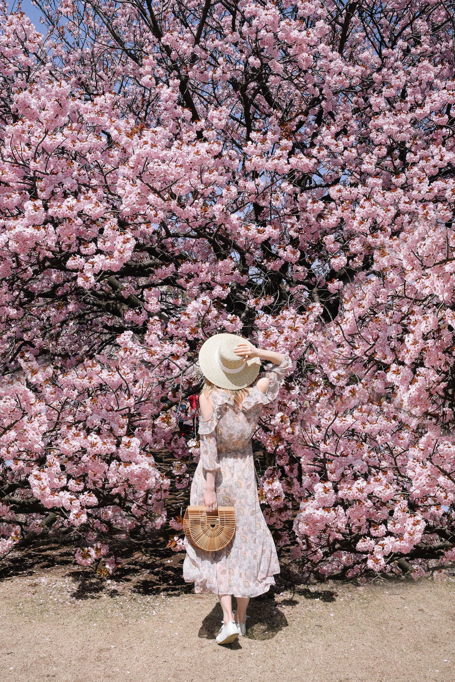 Woman in a pink dress and straw hat posing with her back to the camera in front of cherry blossoms in Shinjuku Gyoen Tokyo