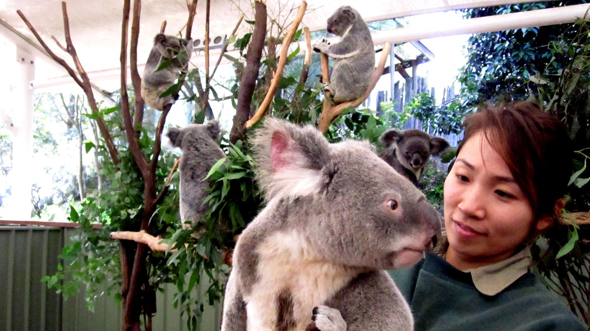 Woman with a koala