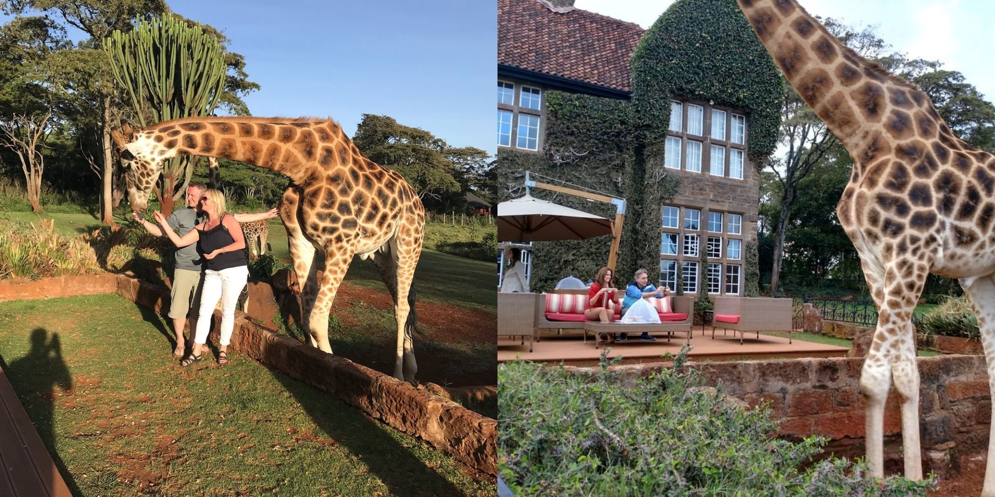 people with giraffes at hotel