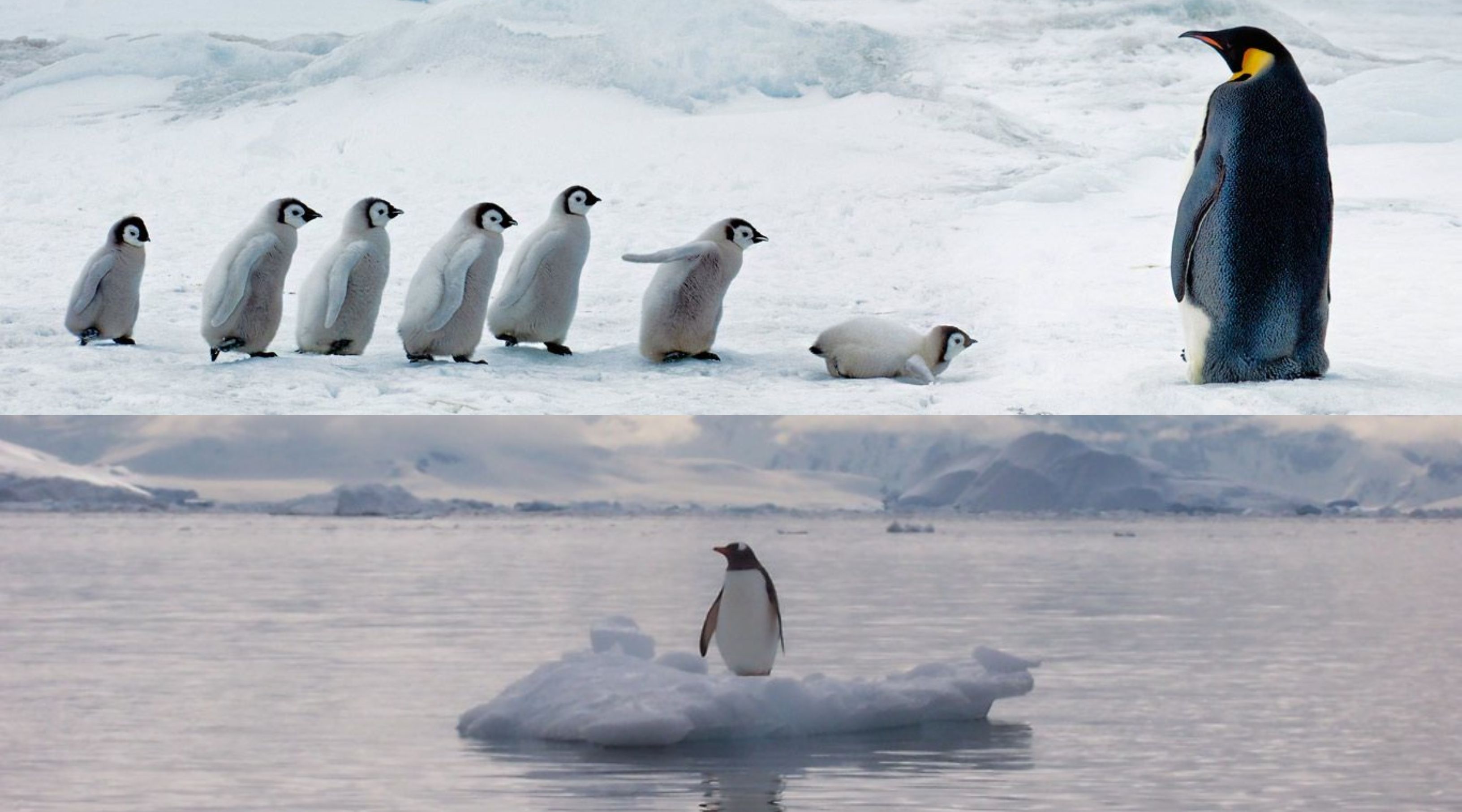 penguins in Antarctica 