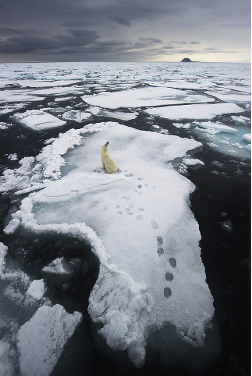 polar bear alone on ice