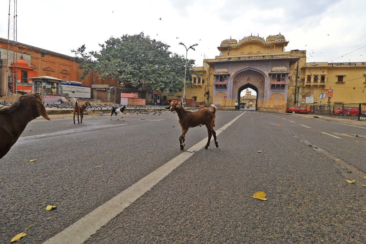 Animals taking over street in India