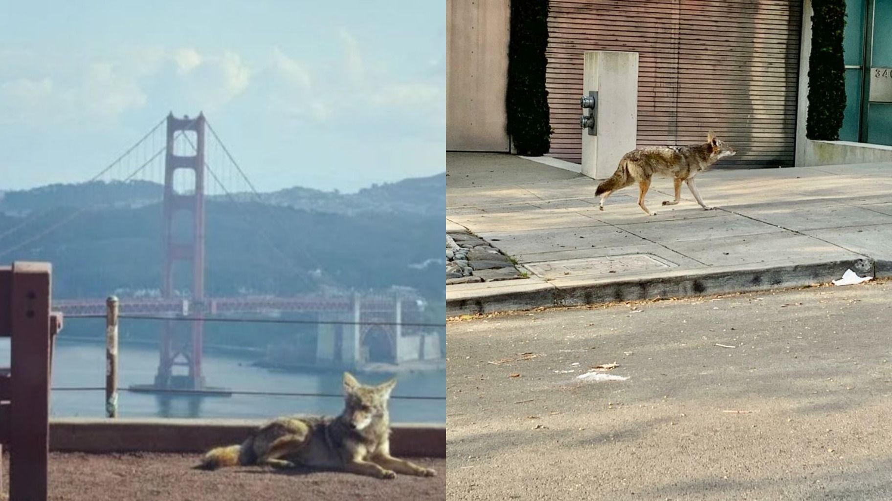 Coyote around San Francisco