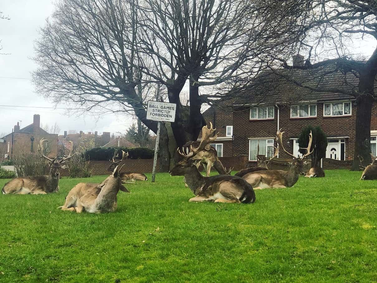 Deer taking over London
