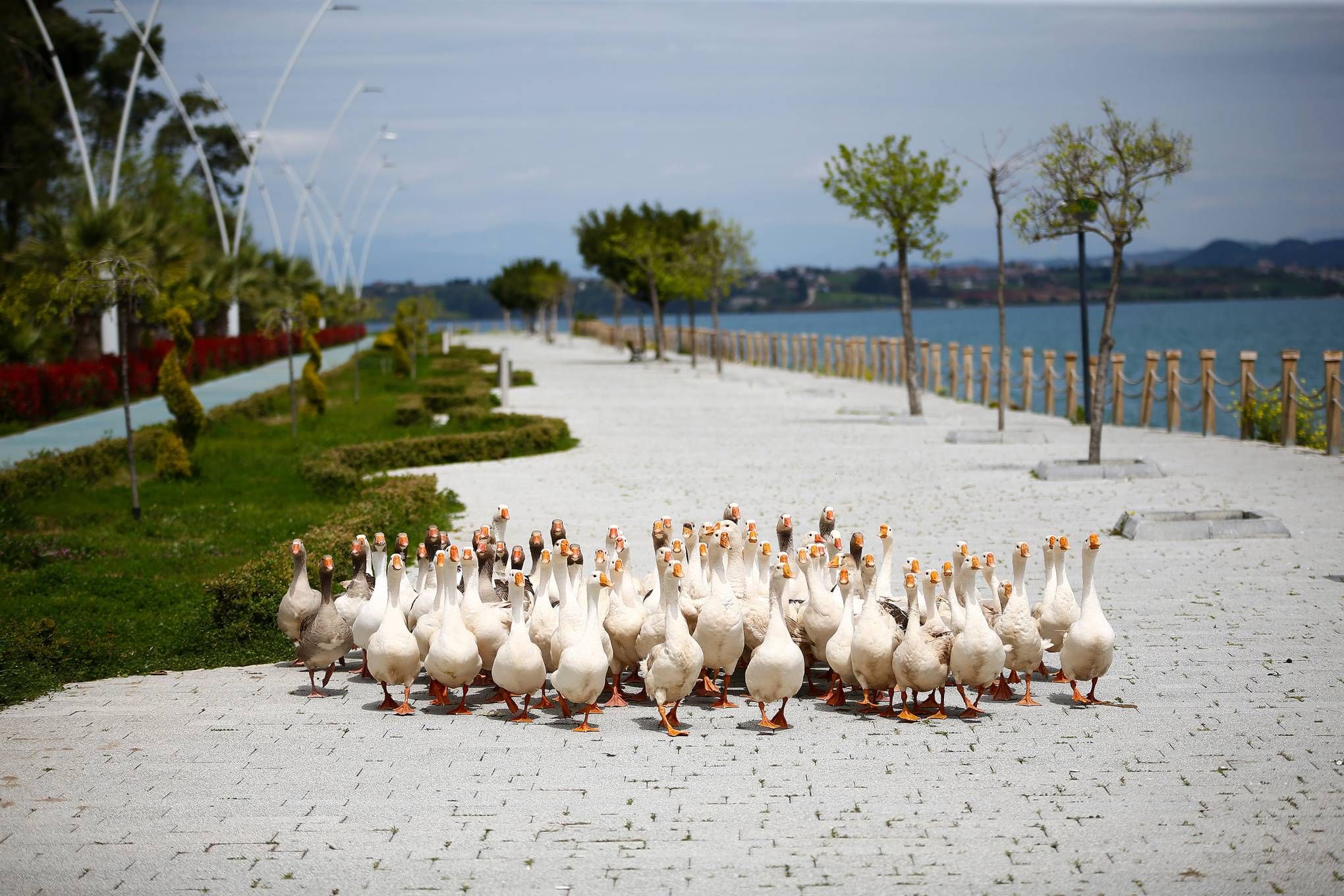 Ducks taking over street