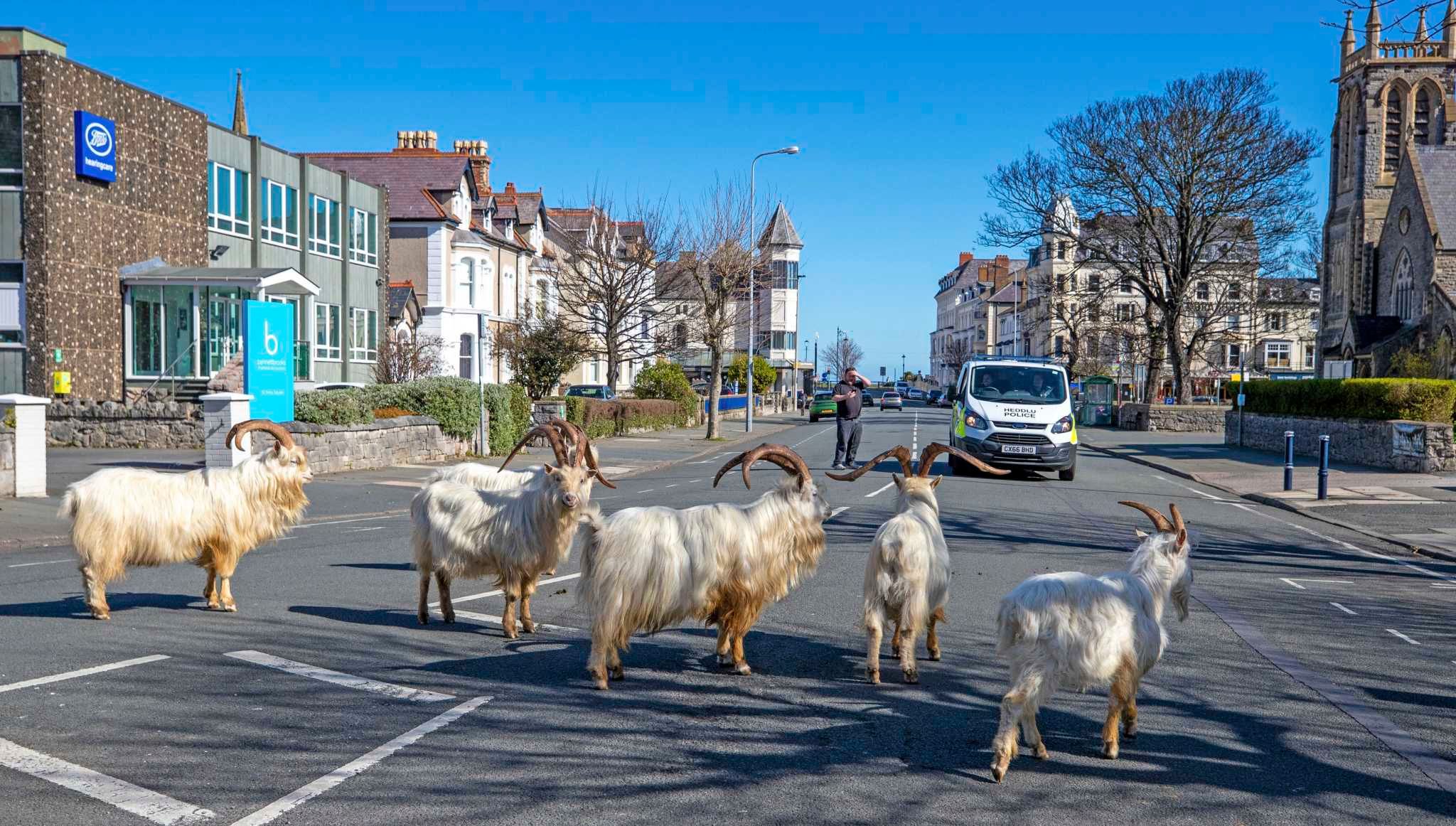 Goats invade Welsh town
