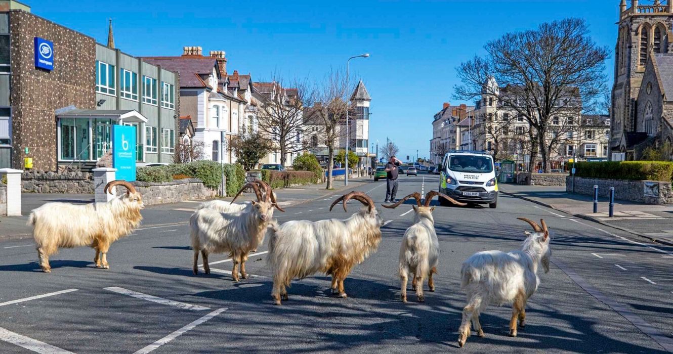 Goats in the middle of a Welsh street