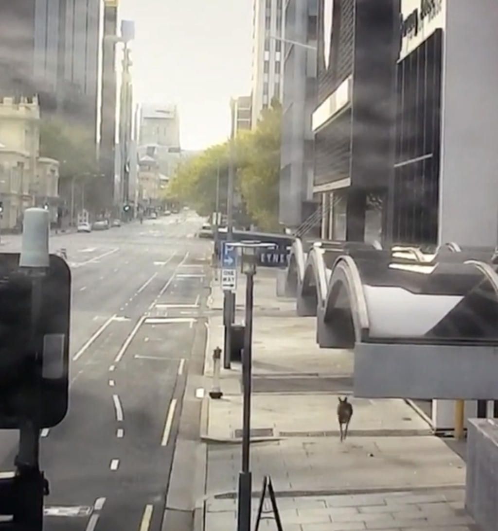 Kangaroo hopping Adelaide street