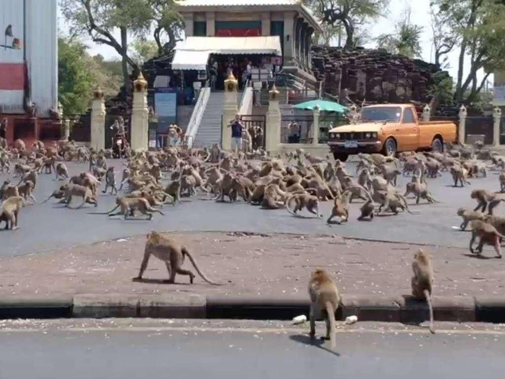 Monkeys taking over Thai street