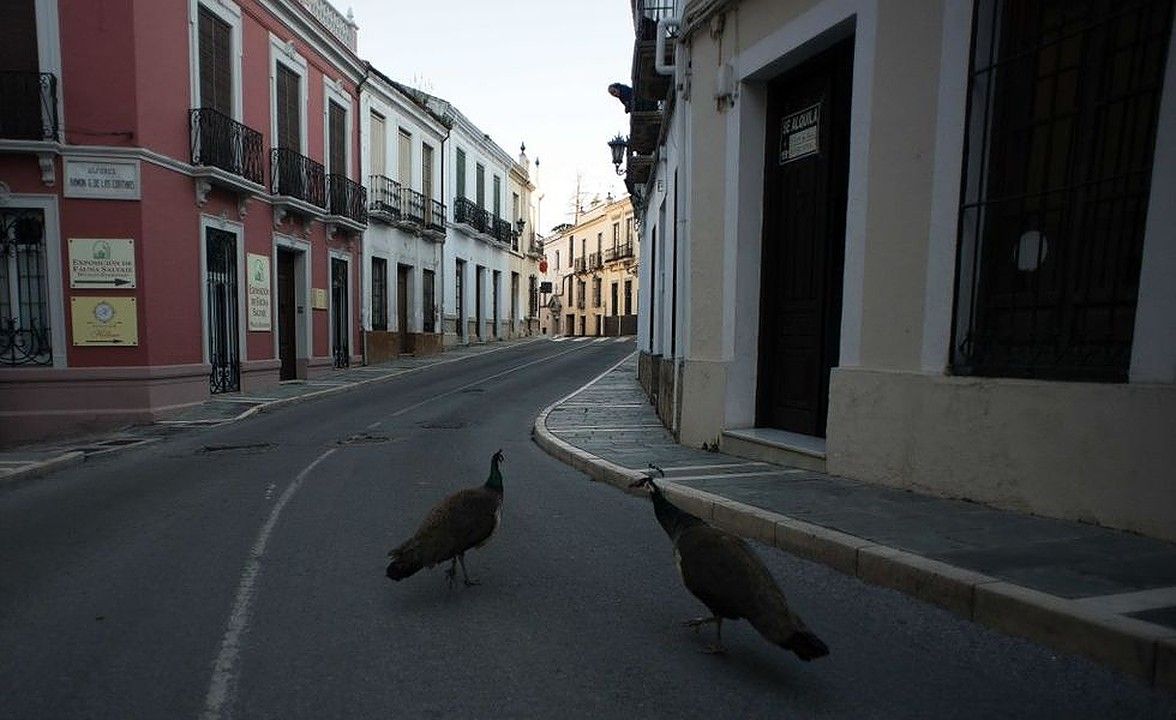 Peacocks in quiet street