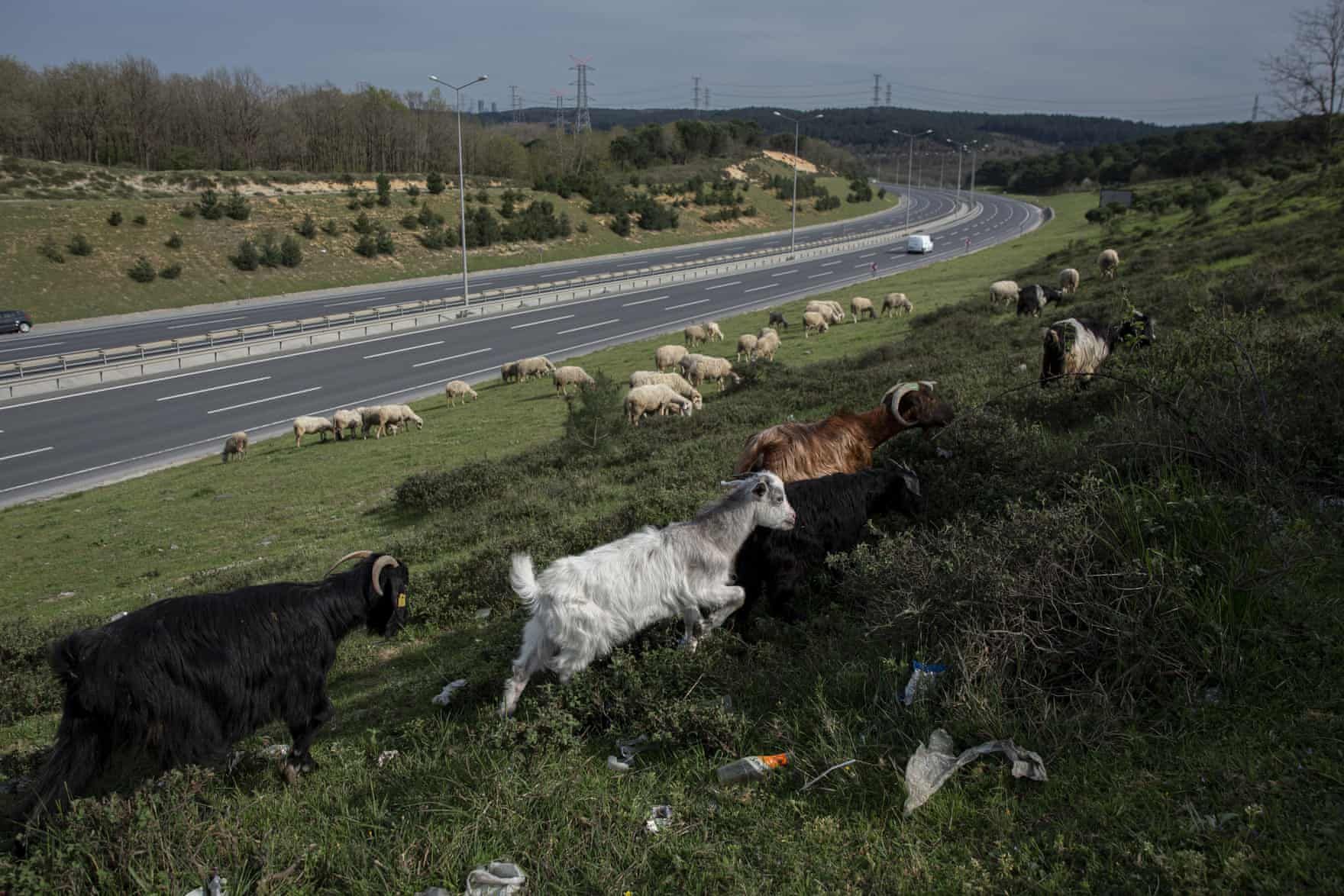 Sheeps and goats by highway