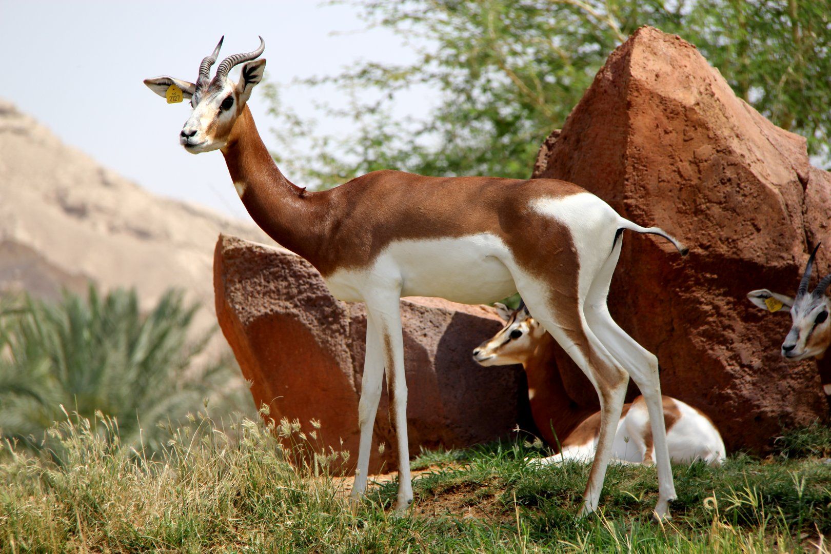 a dama gazelle in the wild