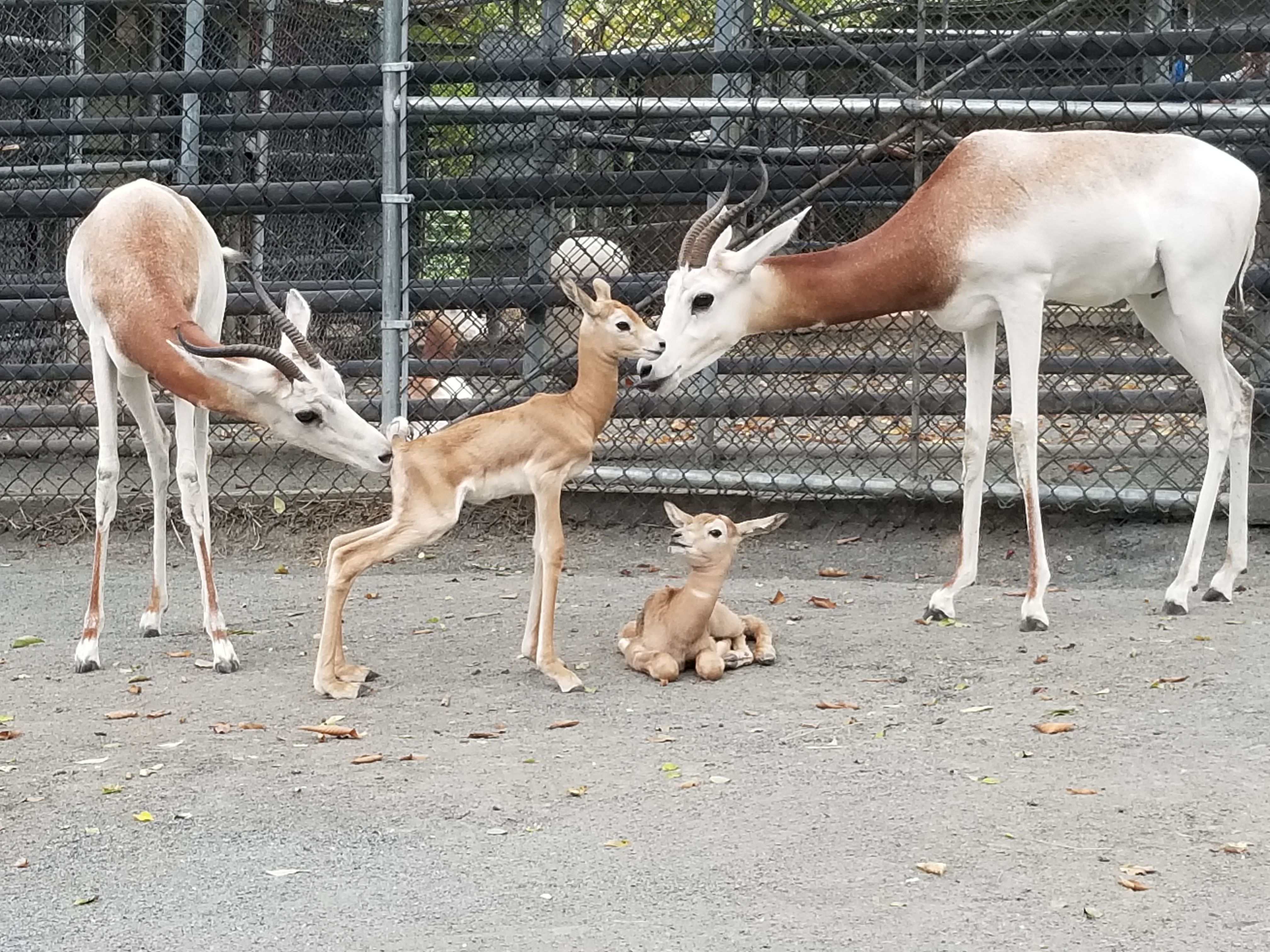 a dama gazelle family