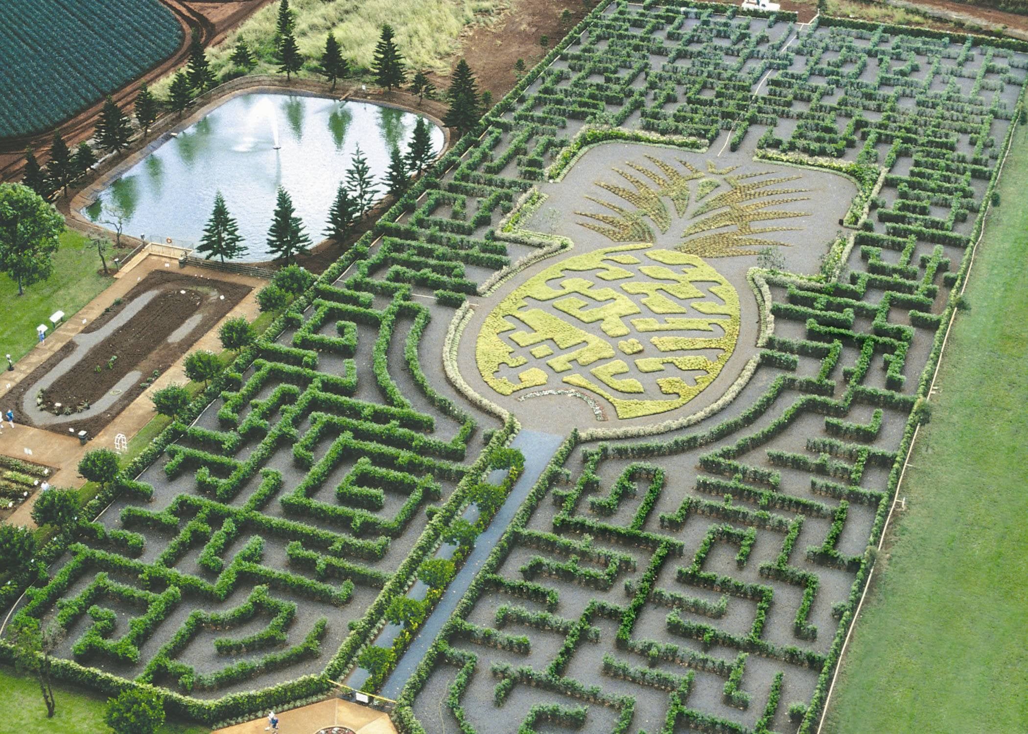 the dole plantation maze in hawaii