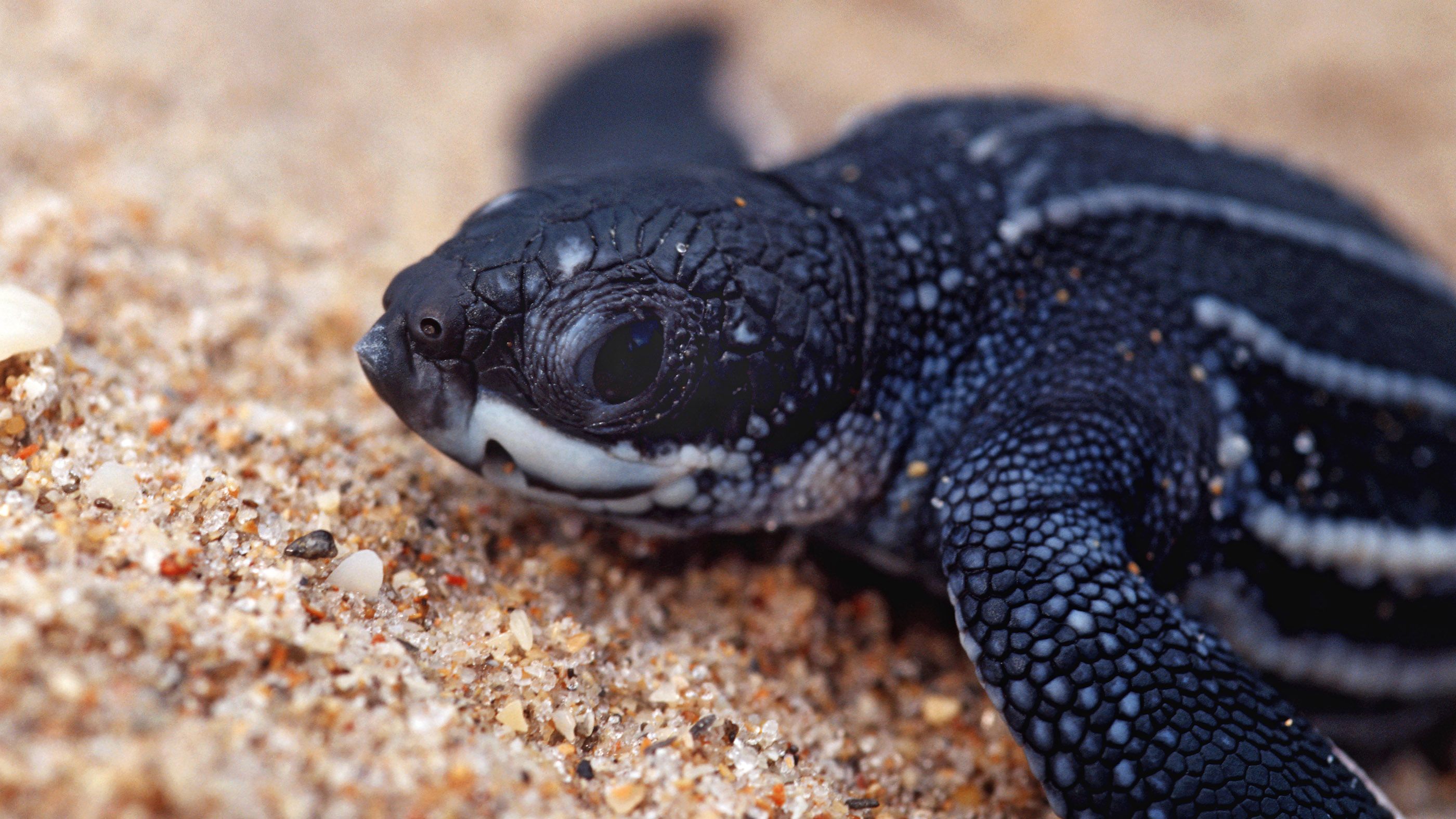 a leatherback turtle baby