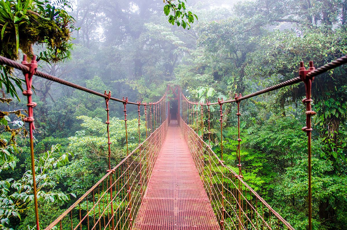 uma ponte através da floresta nublada de monteverde